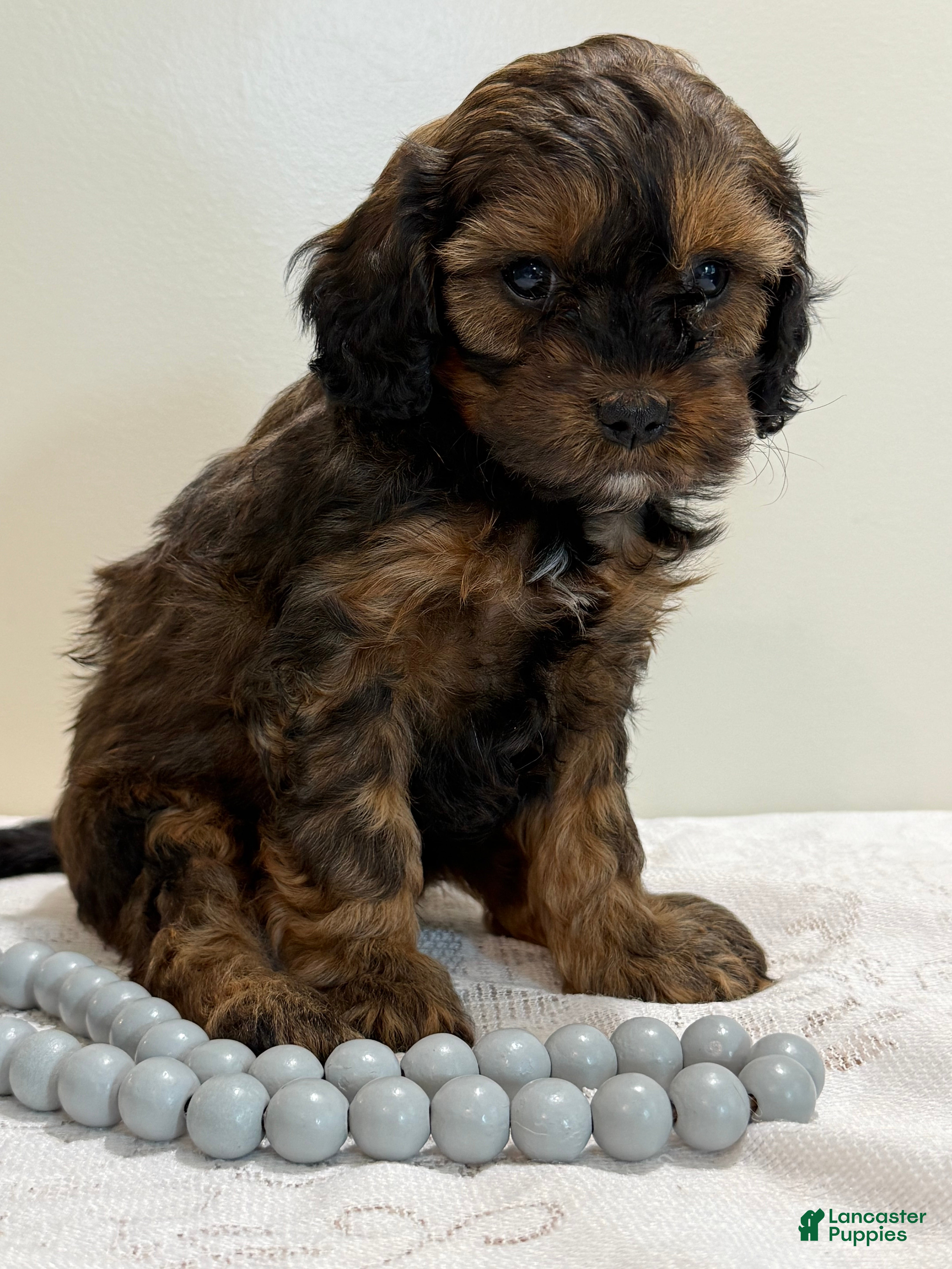 Cavapoo dogs Coffee Cavapoo  - Ad 1