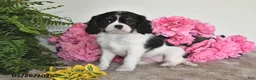 Cavalier King Charles Spaniel dogs for sale: Samantha - Ad 3