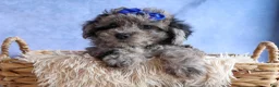 Bichpoo dogs for sale: NOAH - Ad 4