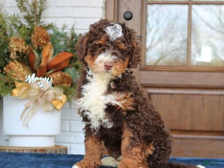 Mini Bernedoodle dogs Milo - Ad 38