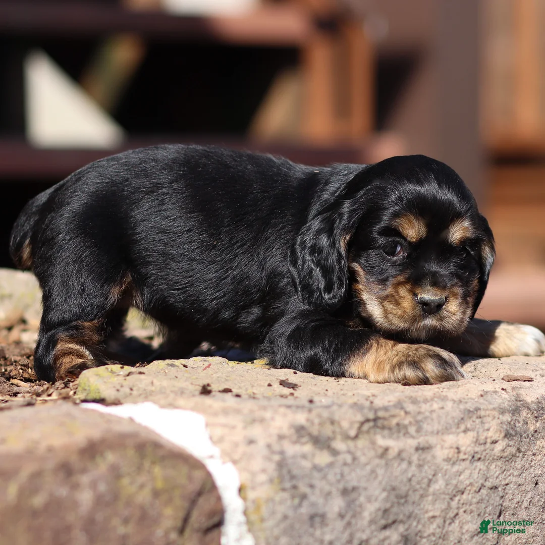 Cocker Spaniel dogs for sale: Blossom Cocker Spaniel Puppy  - Ad 2