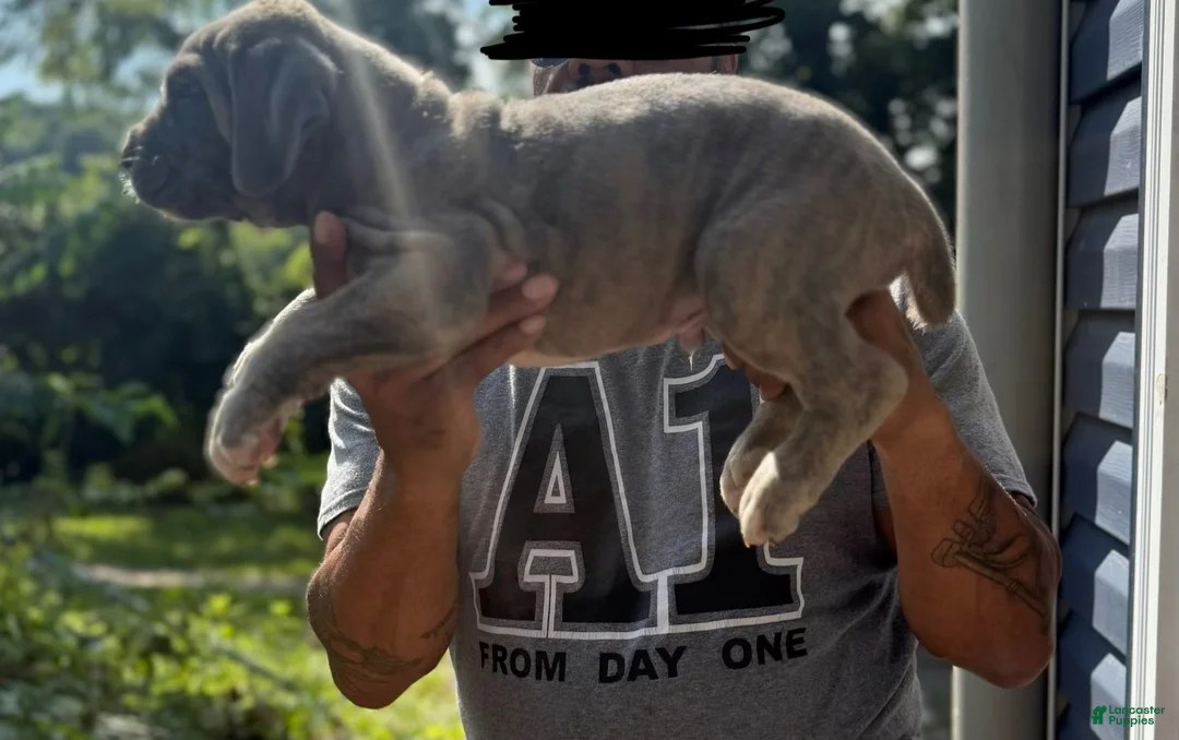 Cane Corso dogs for sale: Cane Corso 4 - Ad 2