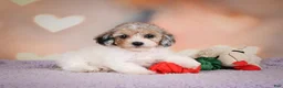 Maltipoo dogs for sale: Mabel - Ad 5