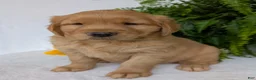 Golden Retriever dogs for sale: Parker  - Ad 6