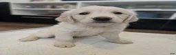 Golden Retriever dogs for sale: Golden Retriever 1 - Ad 3