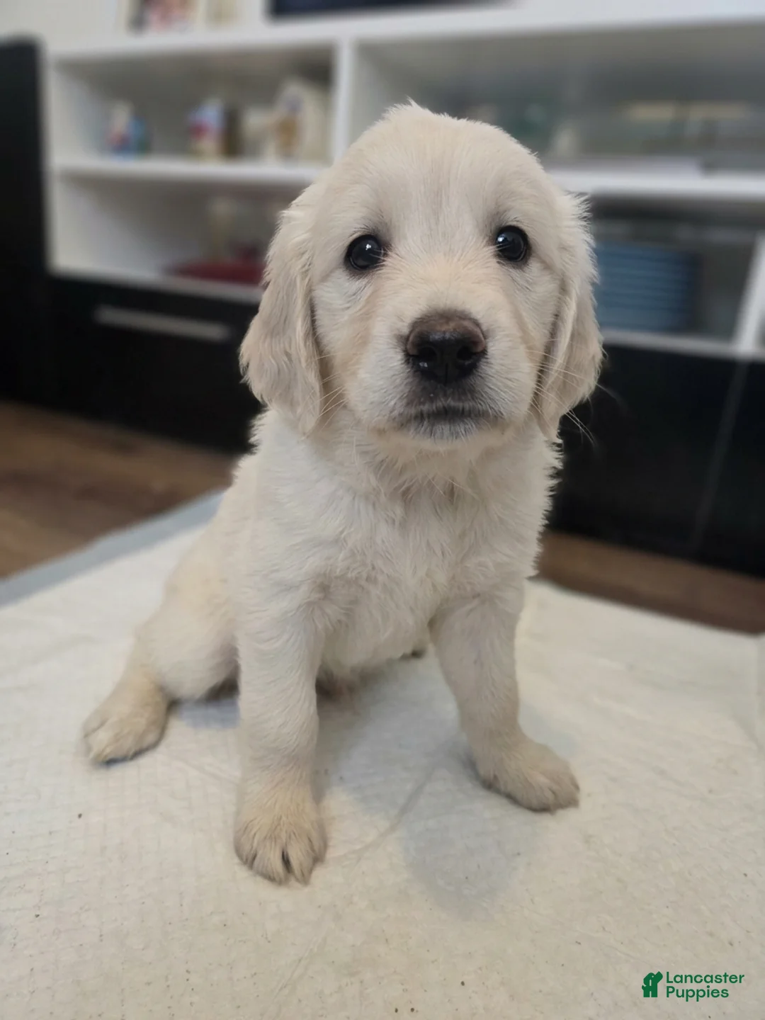 Golden Retriever dogs for sale: Golden Retriever 1 - Ad 3