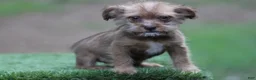 Mixed Breed dogs for sale: Female - Ad 1