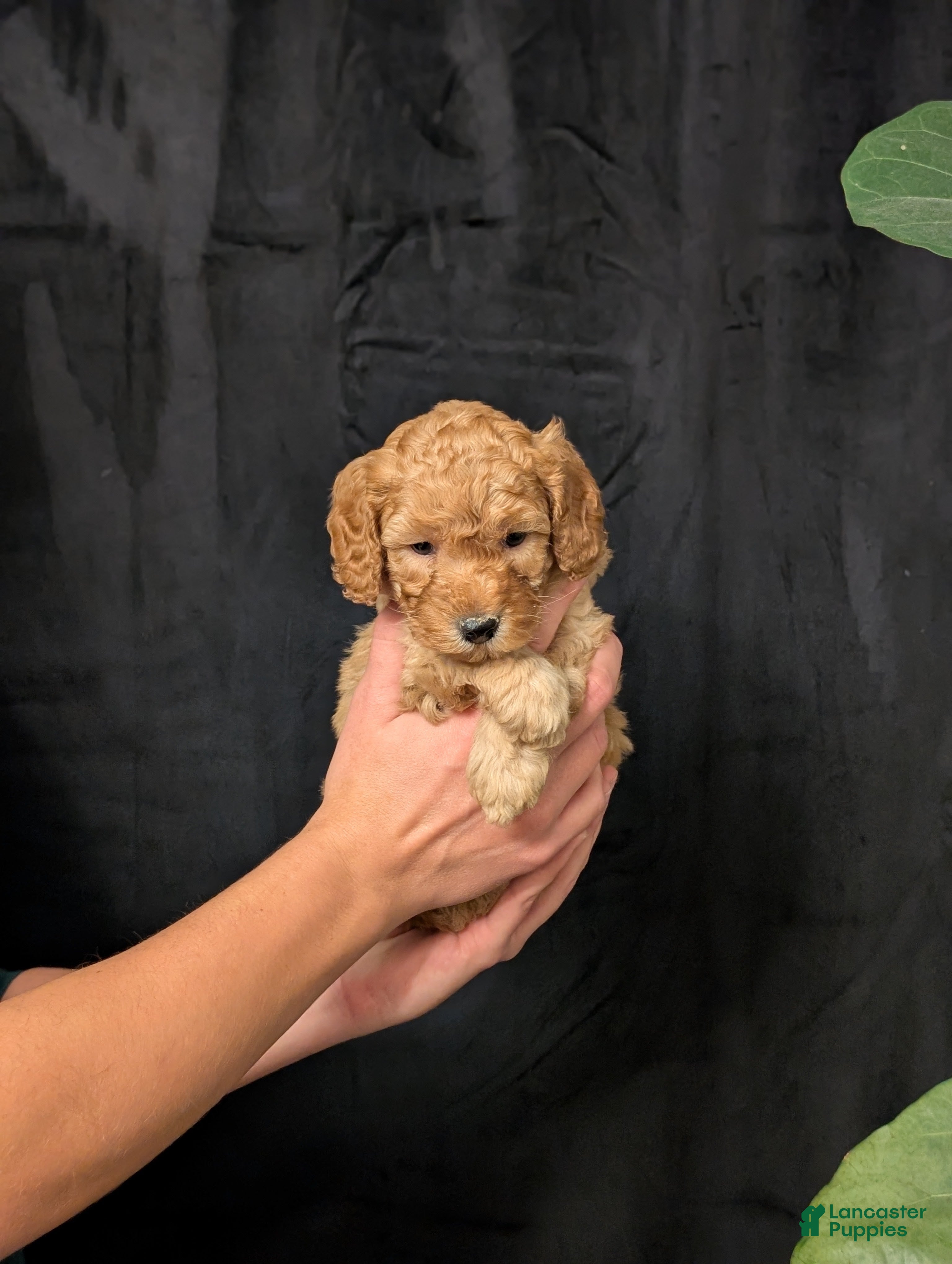 Cavapoo dogs Tundra - Ad 1