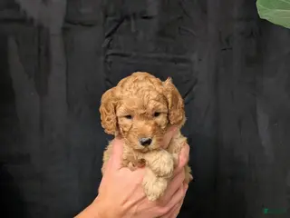 Cavapoo dogs for sale: Tundra - Ad 1