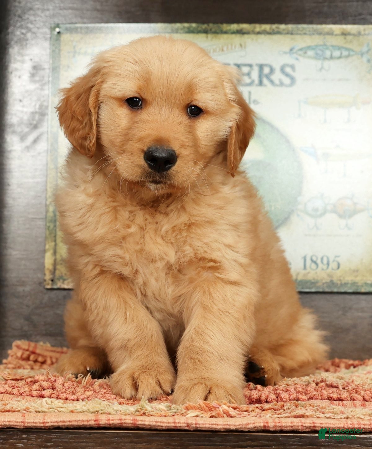 Golden Retriever dogs Floyd - Ad 2