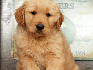 Golden Retriever dogs Floyd - Ad 2