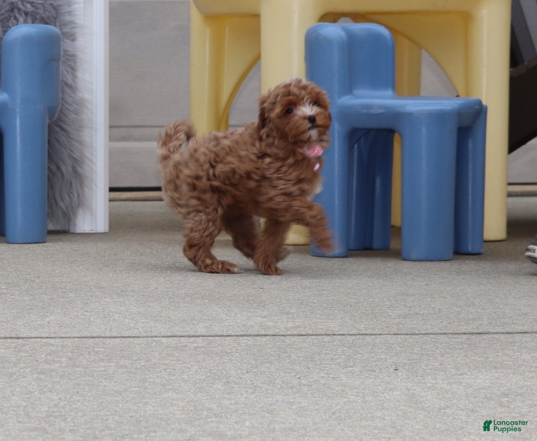 Havapoo dogs for sale: Ember 🌷👨‍👨‍👧‍👦💞🐕 - Ad 8