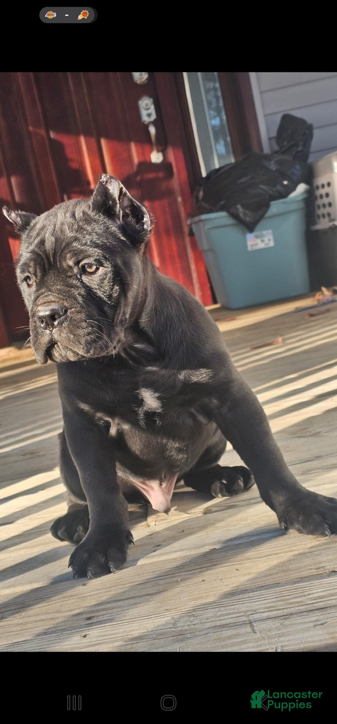 Cane Corso dogs for sale: ZEUS - Ad 11