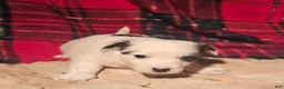 Chihuahua dogs for sale: Elmo - Ad 17