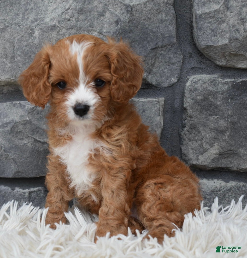 Cavapoo dogs Remi - Ad 2