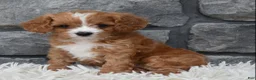Cavapoo dogs for sale: Remi - Ad 2