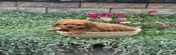 Toy Poodle dogs for sale: Paddy  - Ad 4