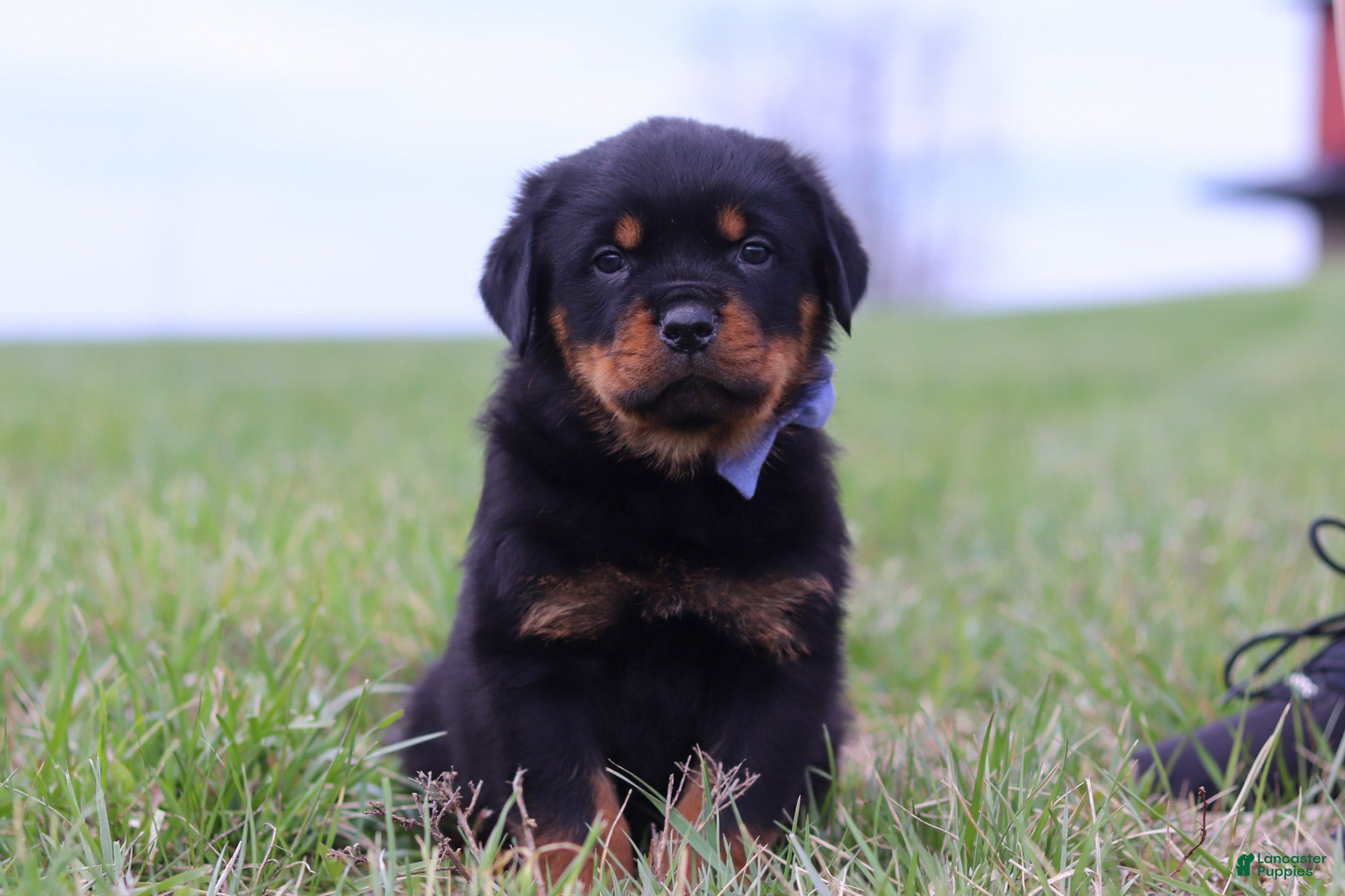 Rottweiler dogs Russel - Ad 1