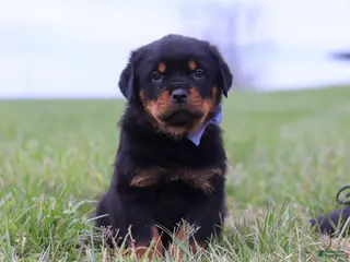 Rottweiler dogs for sale: Russel - Ad 2
