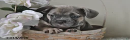 Frenchton dogs for sale: Bruno - Ad 3