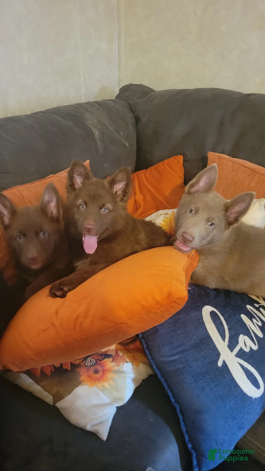 German Shepherd dogs for sale: Orange Isabella Male  - Ad 20