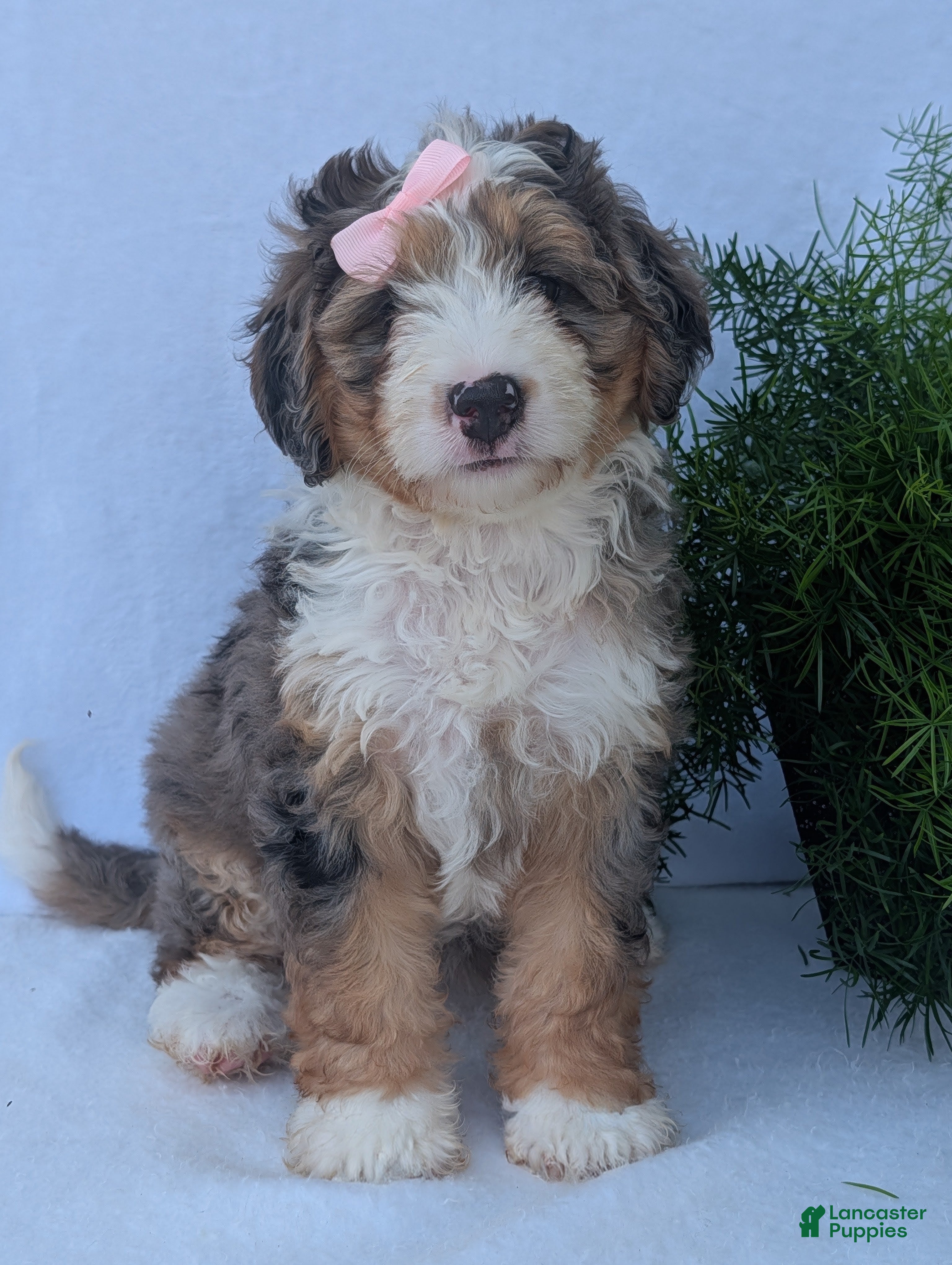 Mini Bernedoodle dogs Mini Allie  - Ad 1