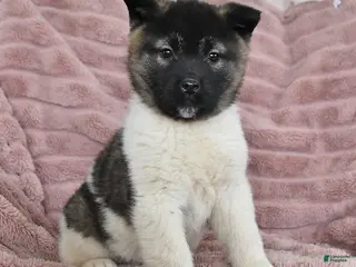 Akita dogs for sale: Flash - Ad 3