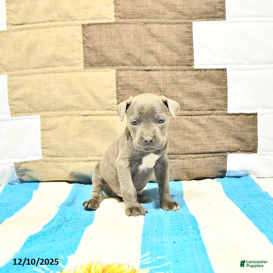 Cane Corso dogs Bruno - Ad 11