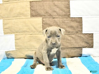 Cane Corso dogs Bruno - Ad 3