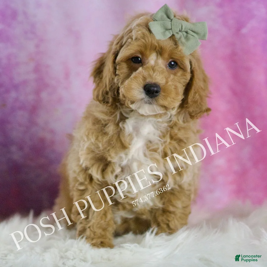 Miniature Poodle dogs for sale: Churro - Ad 3