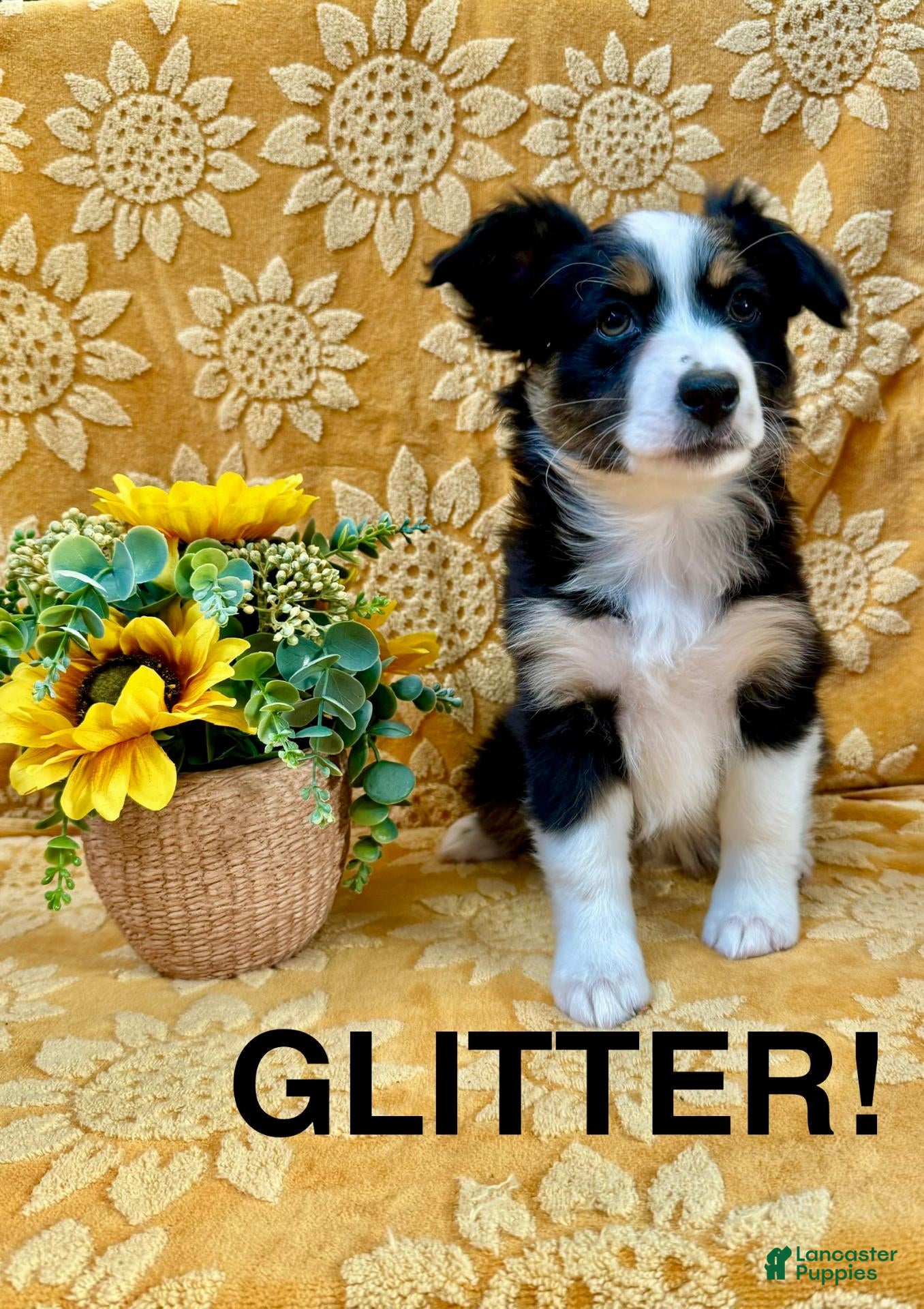 Miniature Australian Shepherd dogs Miniature Australian Shepherd 8 - Ad 1