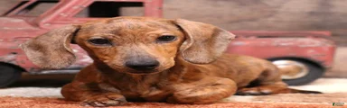 Benji red brindle smooth male