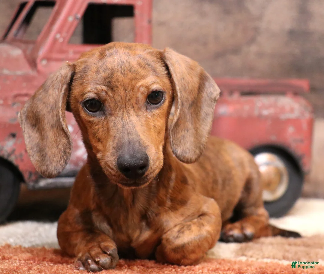 Miniature Dachshund dogs for sale: Benji red brindle smooth male - Ad 1