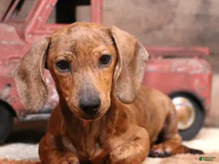 Miniature Dachshund dogs Benji red brindle smooth male - Ad 7