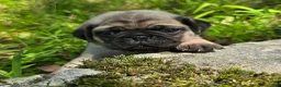 Pug dogs for sale: Manny - Ad 13