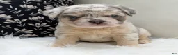 French Bulldog dogs for sale: Sophie - Ad 5