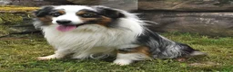 Miniature Australian Shepherd dogs for sale: Ripple - Ad 7