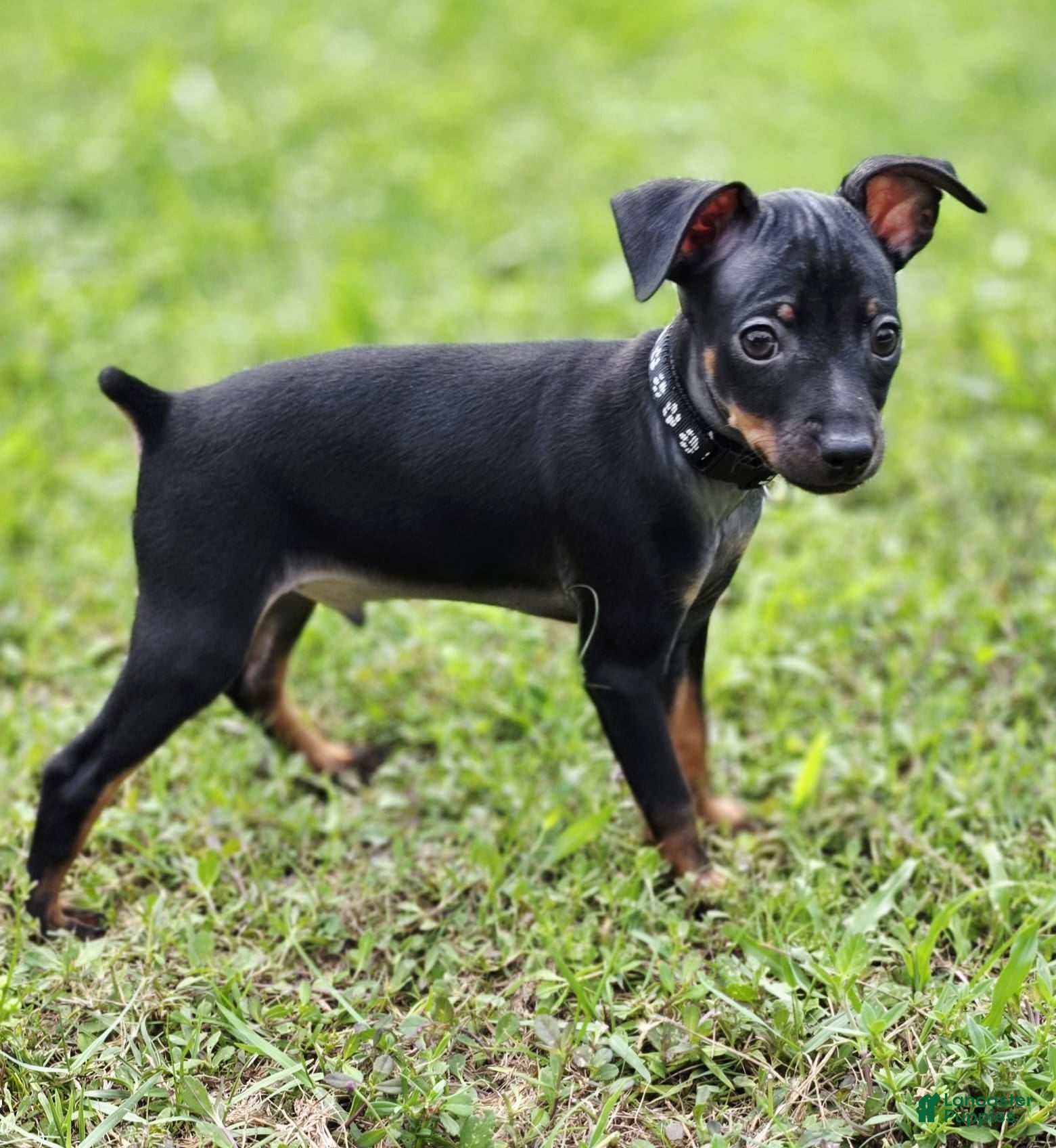 Miniature Pinscher dogs Black - Ad 32