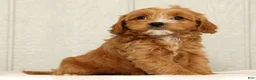 Cavapoo dogs for sale: Bobby - Ad 6
