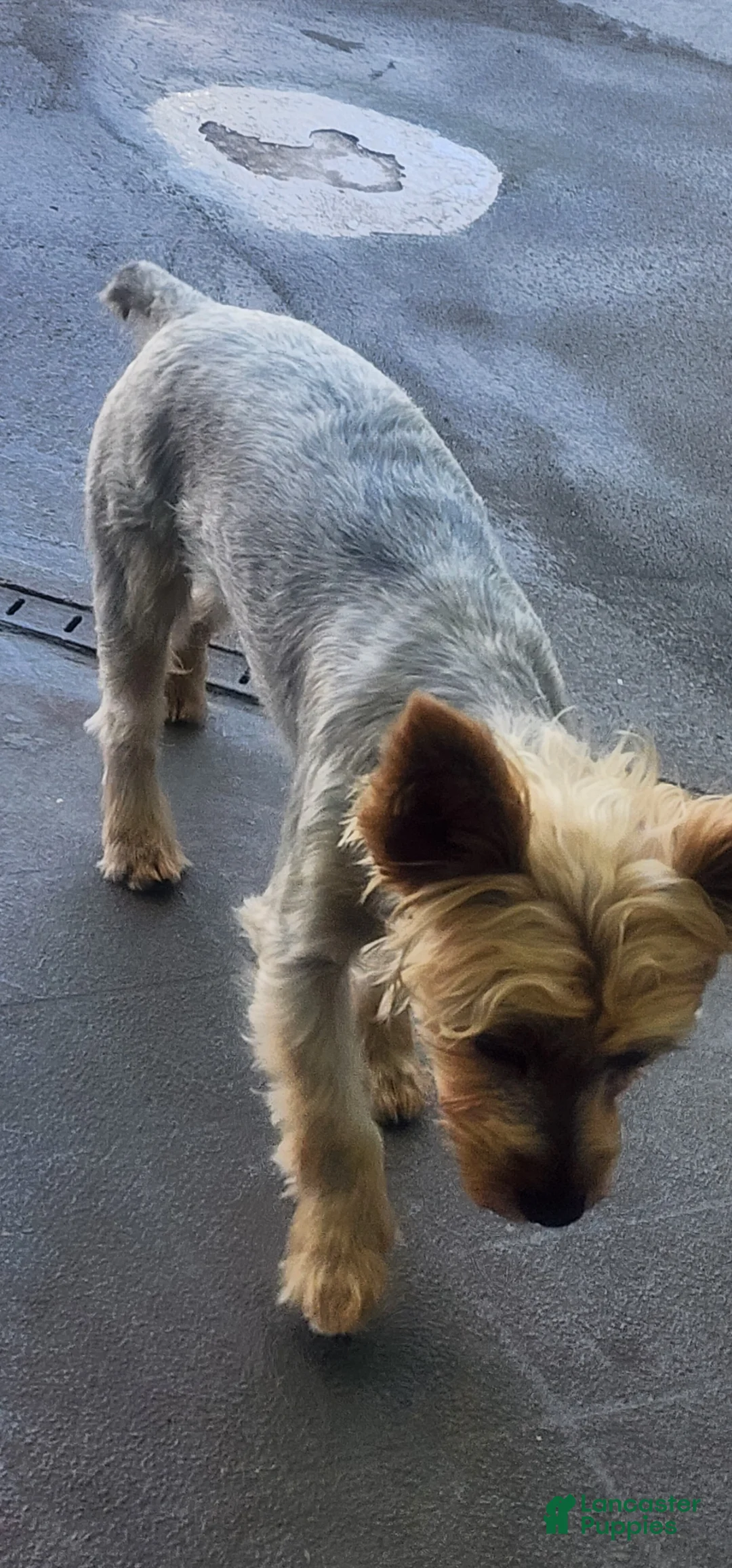 Yorkshire Terrier dogs for sale: Bentley Yorkshire Terrier  - Ad 10