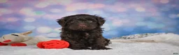 Mini Goldendoodle dogs for sale: Jake - Ad 5
