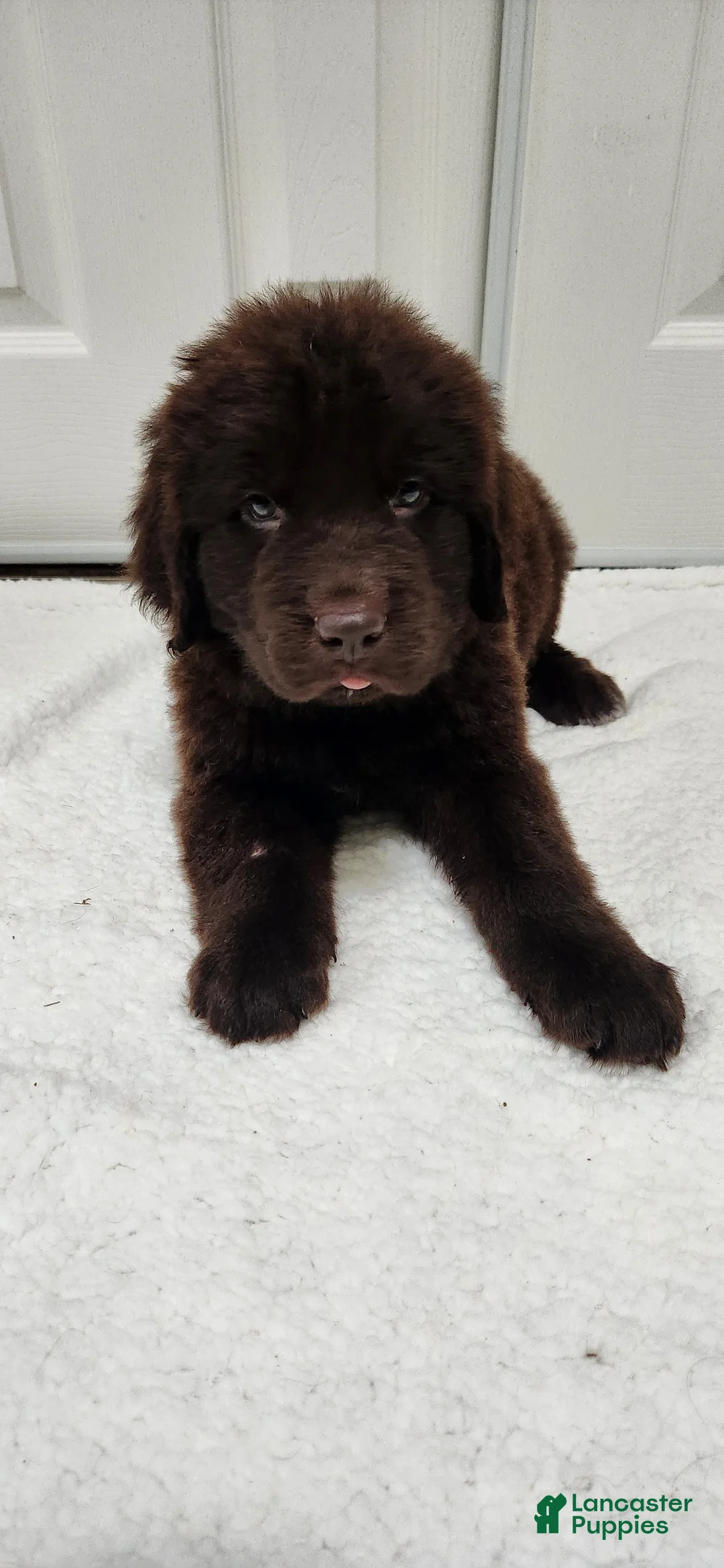 Newfoundland dogs for sale: AKC Brooke - Ad 2