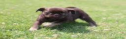 Pug dogs for sale: Chai - Ad 6