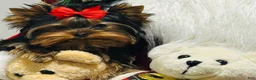 Yorkshire Terrier dogs for sale: Ace - Ad 13