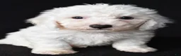 Bichon Frise dogs for sale: Buddy - Ad 3