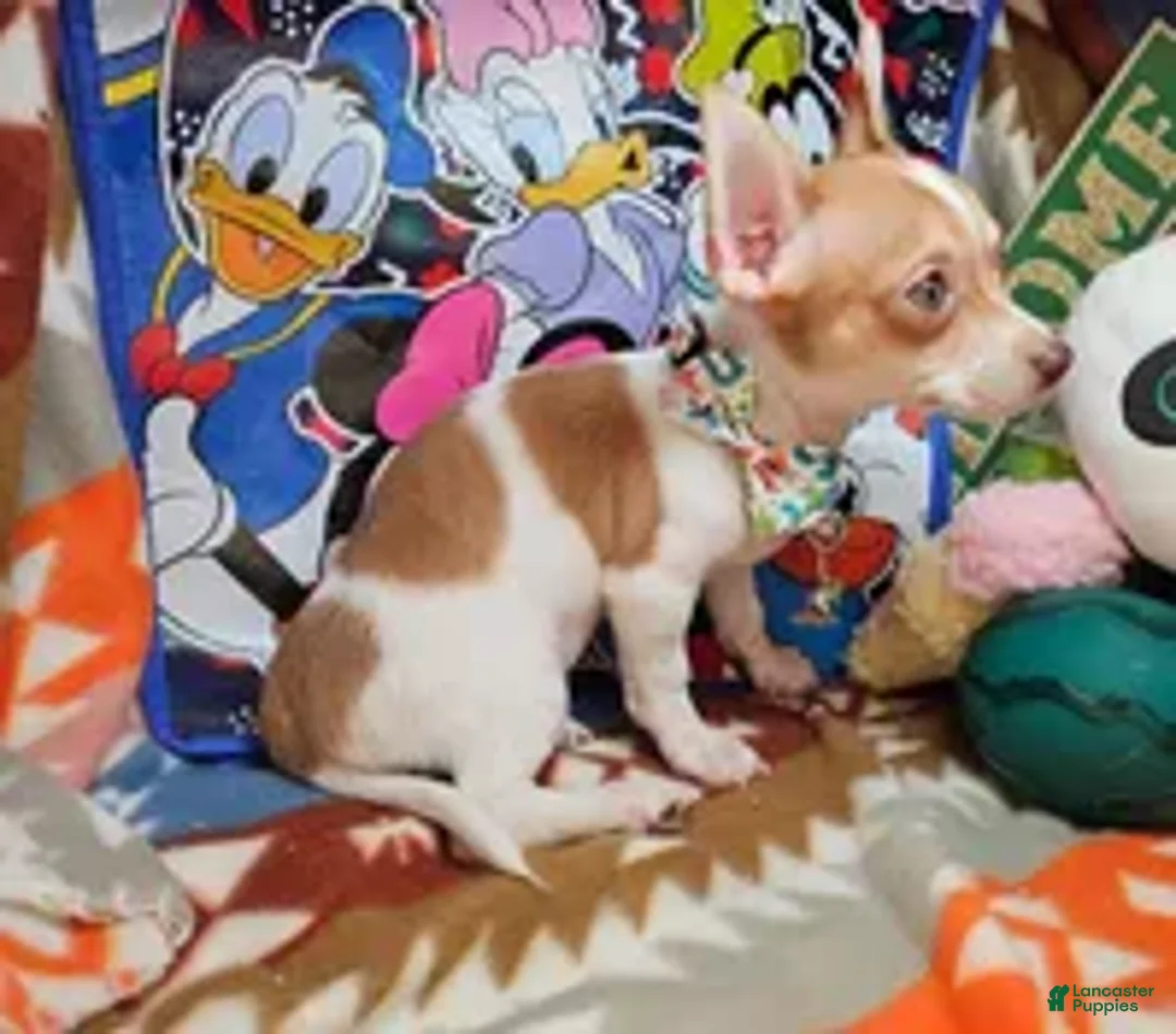 Chihuahua dogs for sale: Chihuahua Puppy 1 - Ad 2