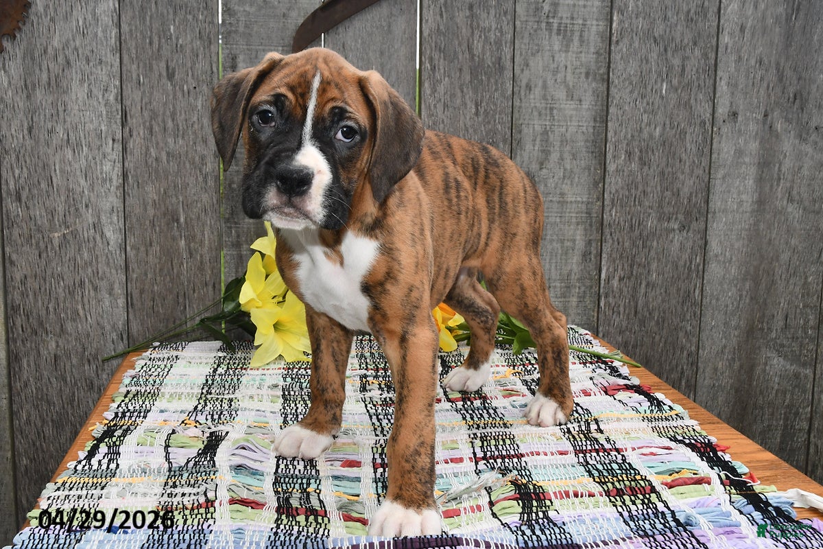 Boxer dogs Bucky - Ad 2