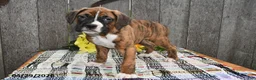 Boxer dogs for sale: Bucky - Ad 2