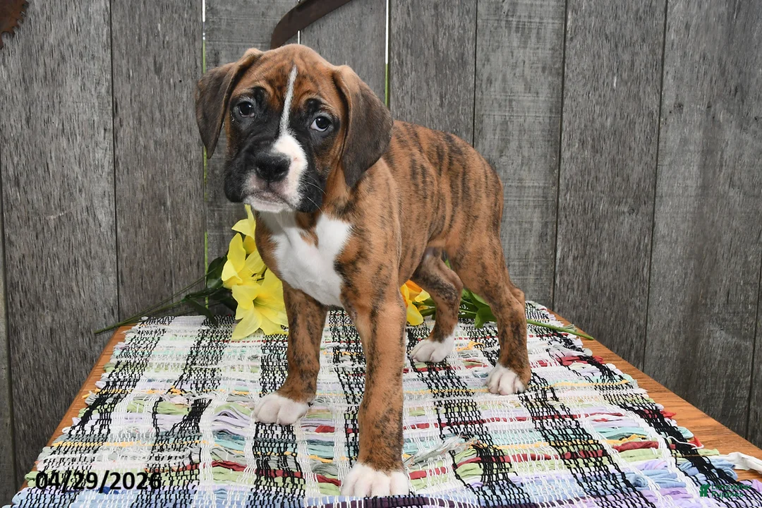 Boxer dogs for sale: Bucky - Ad 2