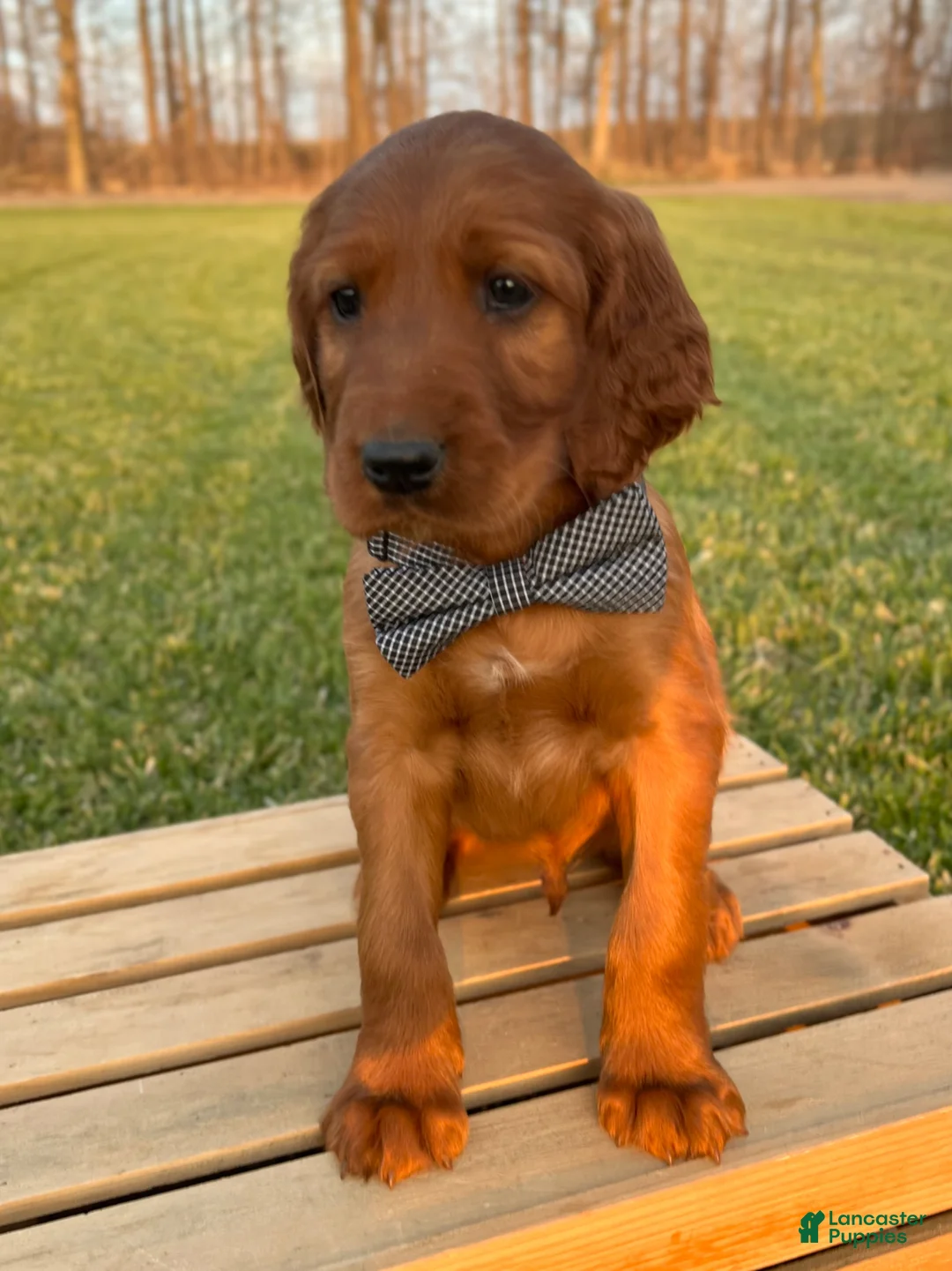Irish Setter dogs for sale: Finnley - Ad 2